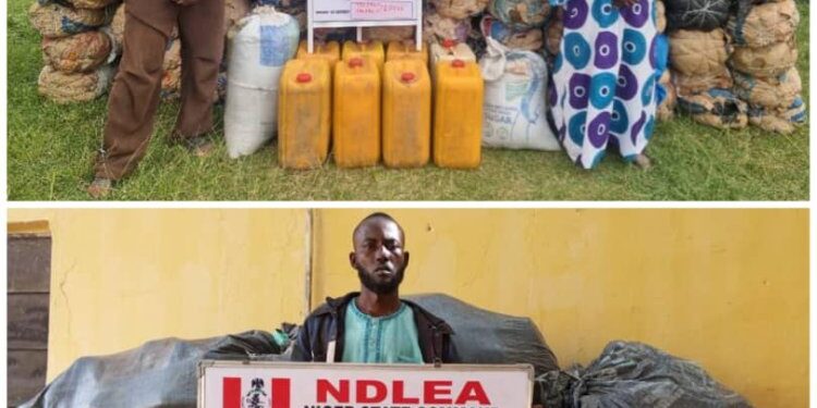 Gamboli, Bandits’ Drug Supplier In Niger State, Arrested By NDLEA,