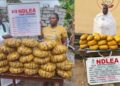 Lagos Pastor, Wife In NDLEA Net Over 11kg Skunk, Arrests Kingpin Behind Cocaine In Tins Of Palm Kernel Oil
