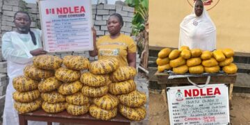 Lagos Pastor, Wife In NDLEA Net Over 11kg Skunk, Arrests Kingpin Behind Cocaine In Tins Of Palm Kernel Oil