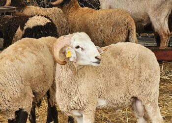 FG Declares Wednesday, Thursday Public Holidays For Eid-el-Kabir