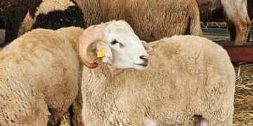 FG Declares Wednesday, Thursday Public Holidays For Eid-el-Kabir