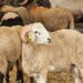 FG Declares Wednesday, Thursday Public Holidays For Eid-el-Kabir