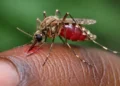 Malaria : The Preventable Killer We Must No Longer Ignore By Nosimot Soneye