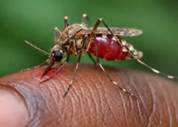 Malaria : The Preventable Killer We Must No Longer Ignore By Nosimot Soneye