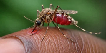 Malaria : The Preventable Killer We Must No Longer Ignore By Nosimot Soneye