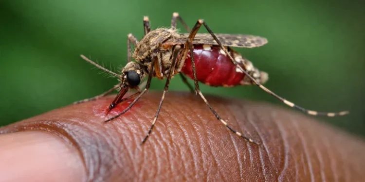 Malaria : The Preventable Killer We Must No Longer Ignore By Nosimot Soneye