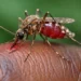 Malaria : The Preventable Killer We Must No Longer Ignore By Nosimot Soneye