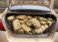 Police Intercept Vehicle Conveying 400 Wraps Of Indian Hemp Worth N3.2mln In Kogi