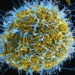 Nigeria Confirms A Case Of Import Ebola, Identifies 44 Close Contacts To Prevent Spread
